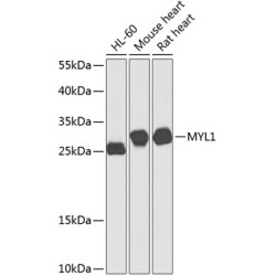 MYL1 Rabbit pAb
