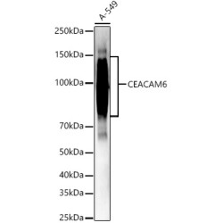 CEACAM6 Rabbit pAb