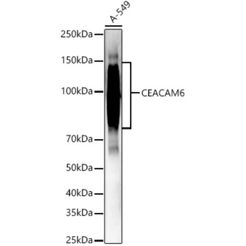 CEACAM6 Rabbit pAb