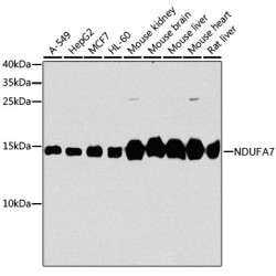 [KO Validated] NDUFA7 Rabbit pAb