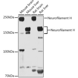 Neurofilament H Rabbit pAb