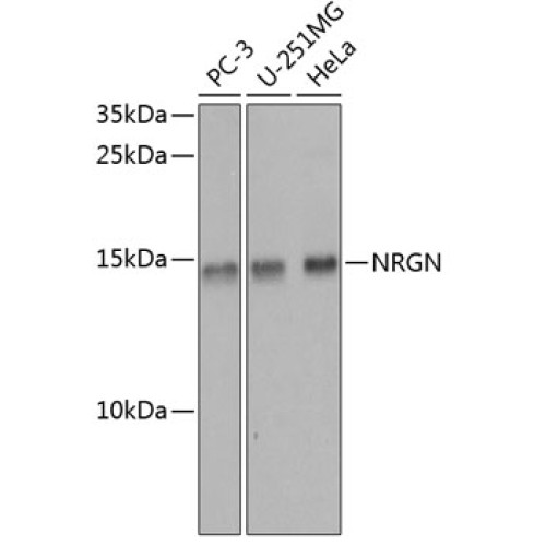 NRGN Rabbit pAb