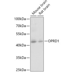 OPRD1 Rabbit pAb