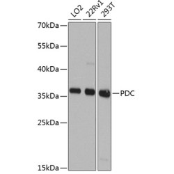 PDC Rabbit pAb