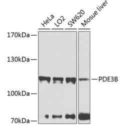 PDE3B Rabbit pAb