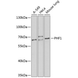 PHF1 Rabbit pAb