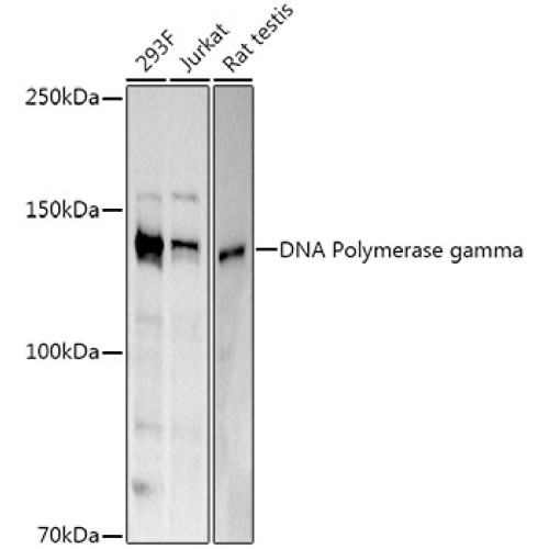 DNA Polymerase gamma Rabbit pAb