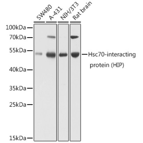 Hsc70-interacting protein (HIP) Rabbit pAb