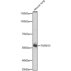 TGFB1I1 Rabbit pAb