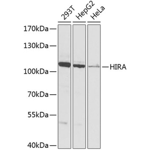 [KO Validated] HIRA Rabbit pAb