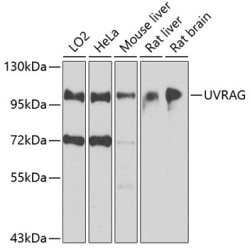 UVRAG Rabbit pAb