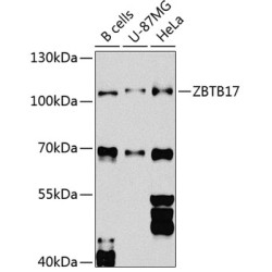 ZBTB17 Rabbit pAb