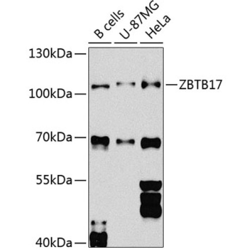 ZBTB17 Rabbit pAb
