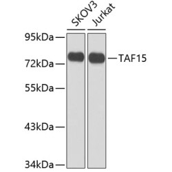 TAF15 Rabbit pAb
