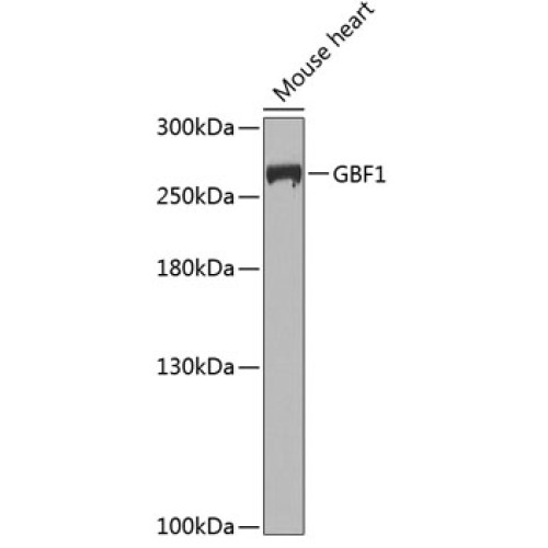 GBF1 Rabbit pAb