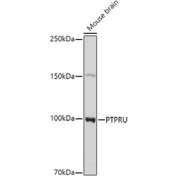 PTPRU Rabbit pAb