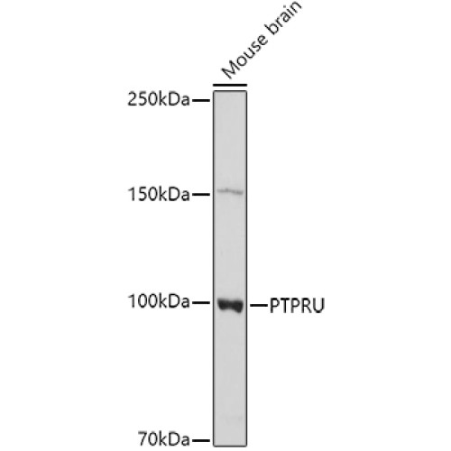 PTPRU Rabbit pAb
