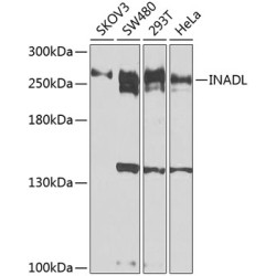 INADL Rabbit pAb