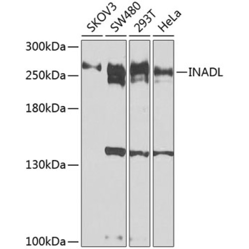 INADL Rabbit pAb