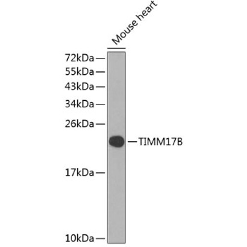 TIMM17B Rabbit pAb