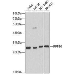 RPP30 Rabbit pAb