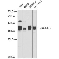 CDC42EP3 Rabbit pAb