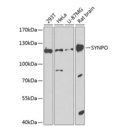 SYNPO Rabbit pAb