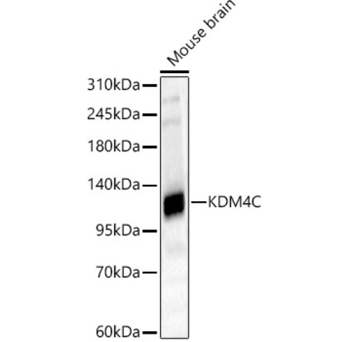 KDM4C Rabbit pAb