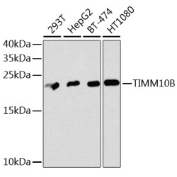 TIMM10B Rabbit pAb