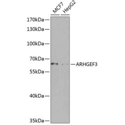ARHGEF3 Rabbit pAb