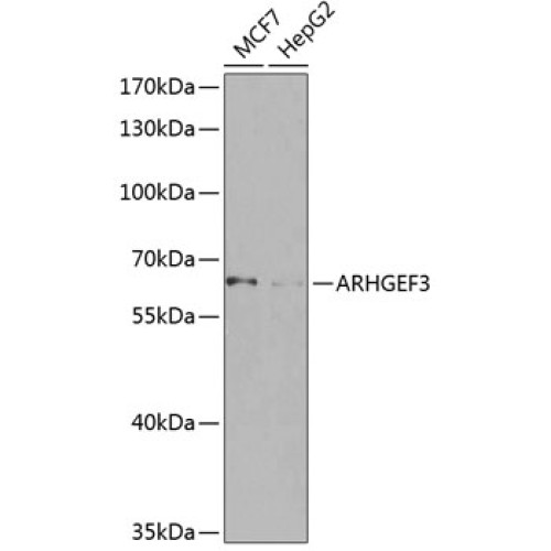ARHGEF3 Rabbit pAb
