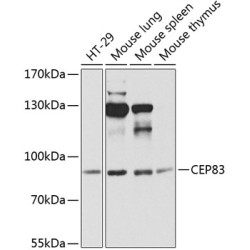 CEP83 Rabbit pAb