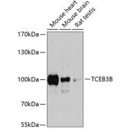 TCEB3B Rabbit pAb