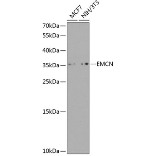 Endomucin Rabbit pAb