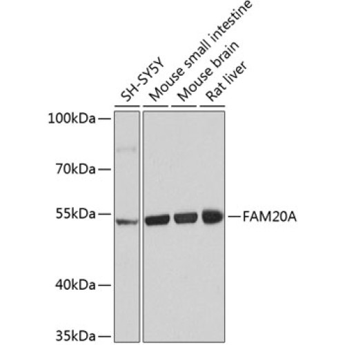 FAM20A Rabbit pAb