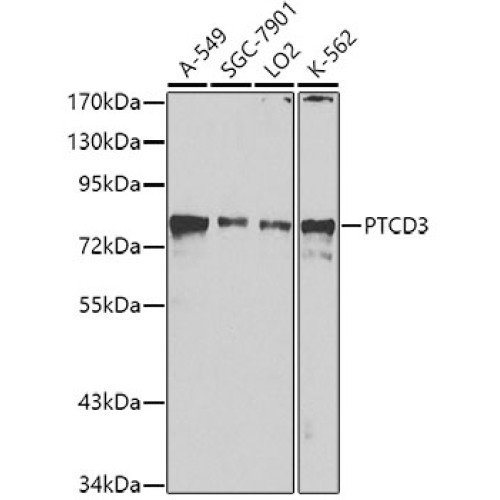PTCD3 Rabbit pAb