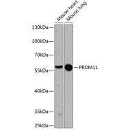 PRDM11 Rabbit pAb