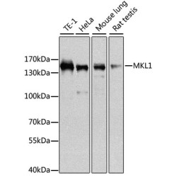 MKL1 Rabbit pAb