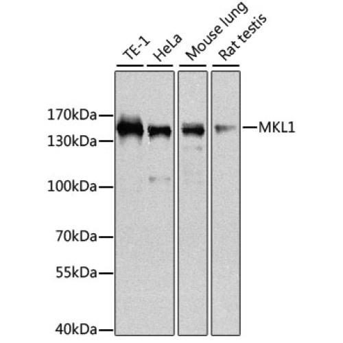 MKL1 Rabbit pAb