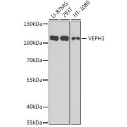 VEPH1 Rabbit pAb