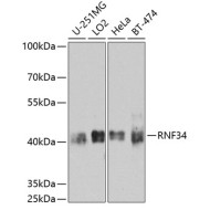 RNF34 Rabbit pAb
