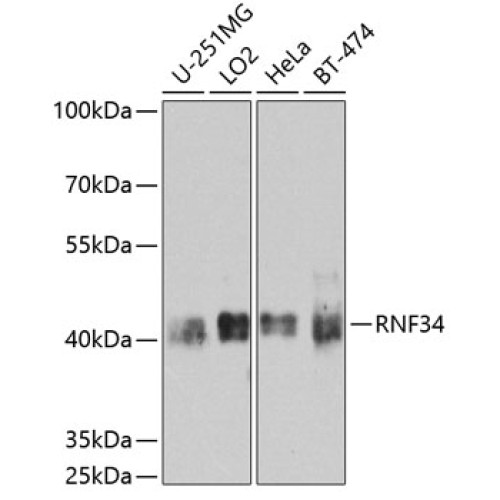 RNF34 Rabbit pAb