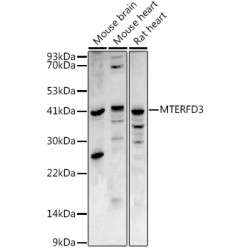 MTERFD3 Rabbit pAb