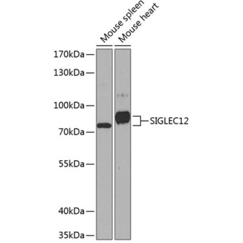 SIGLEC12 Rabbit pAb