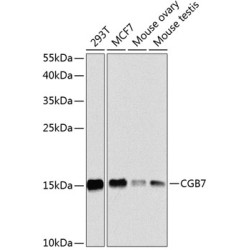 CGB7 Rabbit pAb