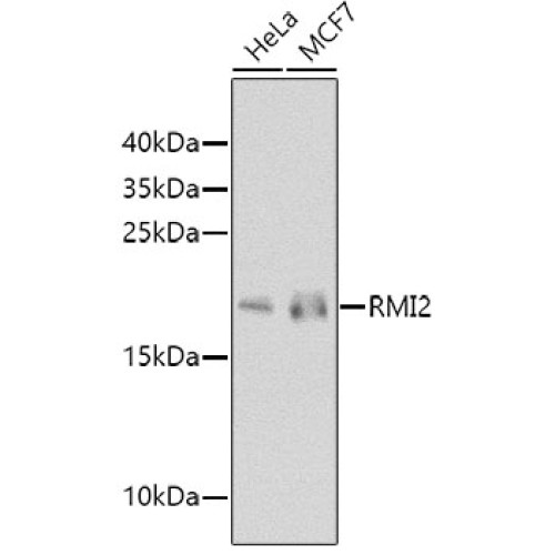 RMI2 Rabbit pAb