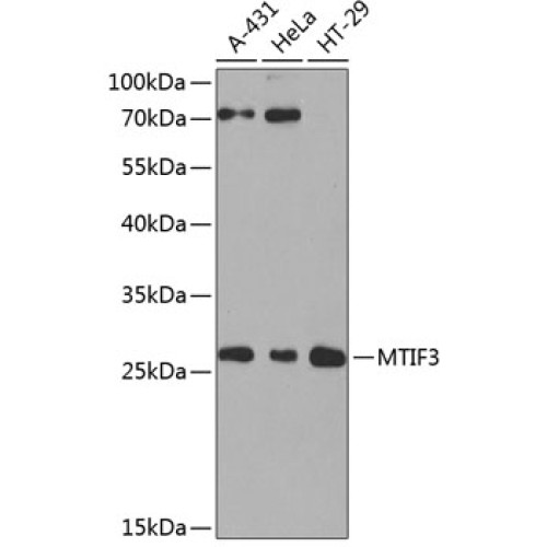 MTIF3 Rabbit pAb