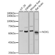 NOX1 Rabbit pAb