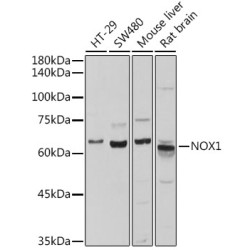 NOX1 Rabbit pAb