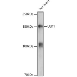 ULK1 Rabbit pAb